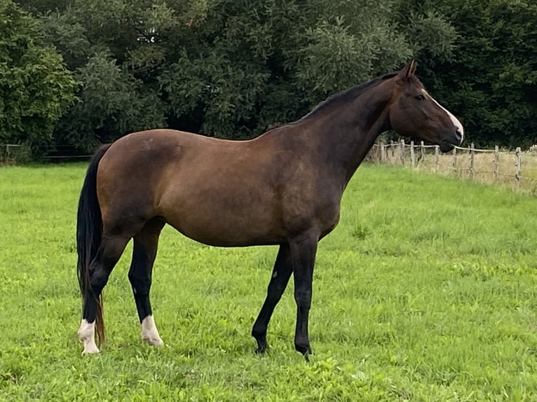 Hanoverian Mare 12 years 16,1 hh Brown in Wehretal