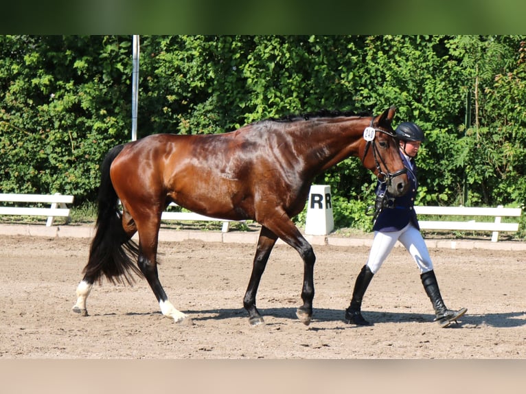 Hanoverian Mare 12 years 16.1 hh Brown in Dransfeld