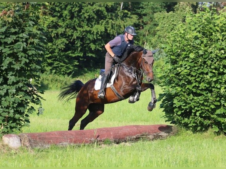 Hanoverian Mare 12 years 16.1 hh Brown in Dransfeld