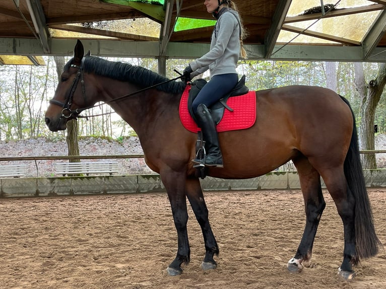 Hanoverian Mare 12 years 16,1 hh Brown in Darmstadt