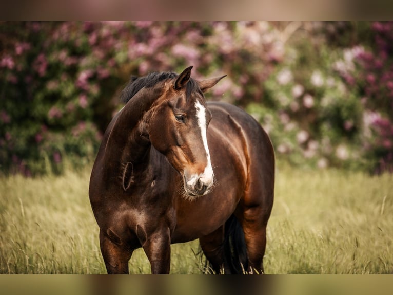 Hanoverian Mare 12 years 16,1 hh Brown in K&#xF6;nigslutter am Elm