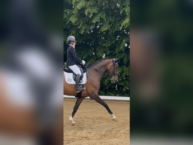 Hanoverian, Mare, 12 years, 16.1 hh, Brown
