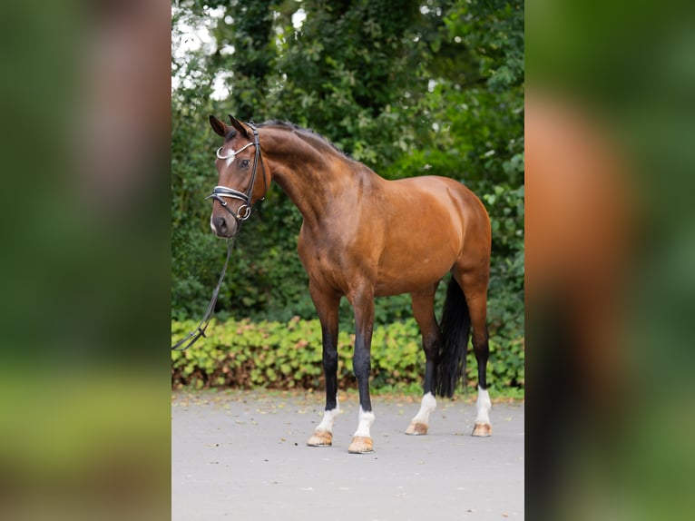 Hanoverian Mare 12 years 16.1 hh Brown in Rommerskirchen