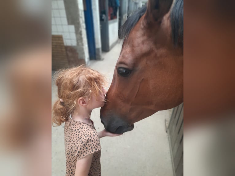 Hanoverian Mare 12 years 16,1 hh Brown in Braunschweig