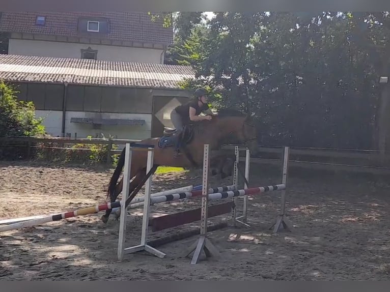 Hanoverian Mare 12 years 16,1 hh Brown in Braunschweig