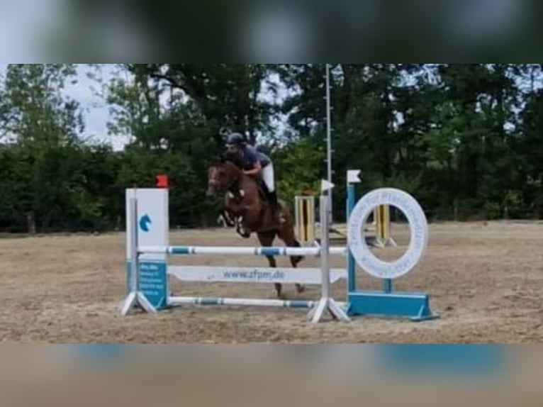 Hanoverian Mare 12 years 16,1 hh Brown in Braunschweig