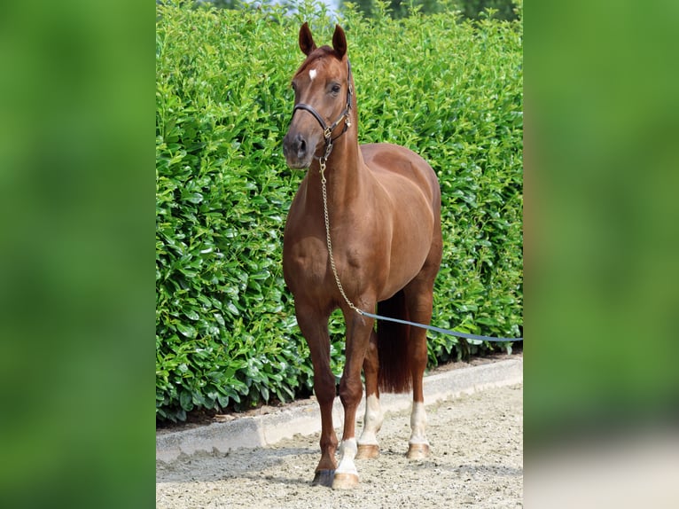 Hanoverian Mare 12 years 16,1 hh Chestnut in Greven