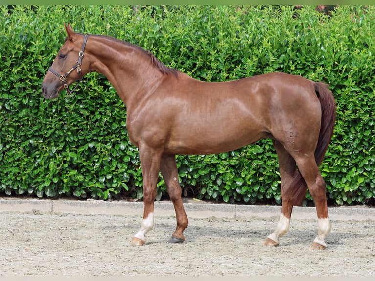 Hanoverian Mare 12 years 16,1 hh Chestnut in Greven