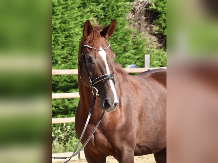 Hanoverian Mare 12 years 16,1 hh Chestnut in Welver