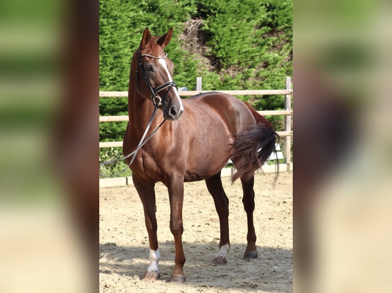 Hanoverian Mare 12 years 16,1 hh Chestnut in Welver