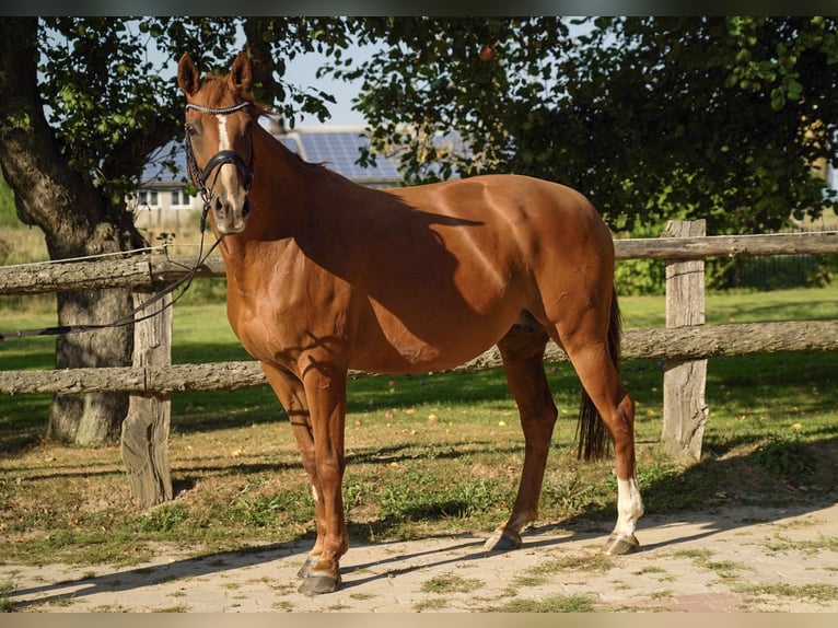 Hanoverian Mare 12 years 16,1 hh Chestnut-Red in Schwarzenbek