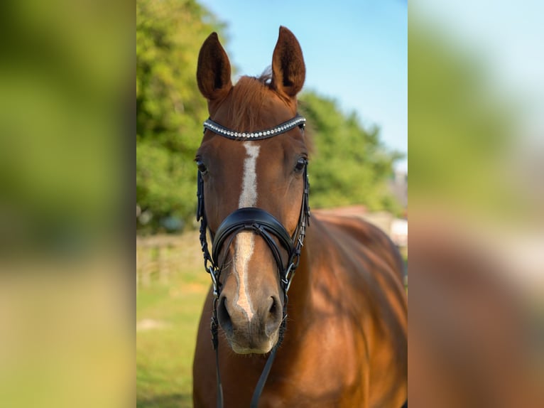 Hanoverian Mare 12 years 16,1 hh Chestnut-Red in Schwarzenbek