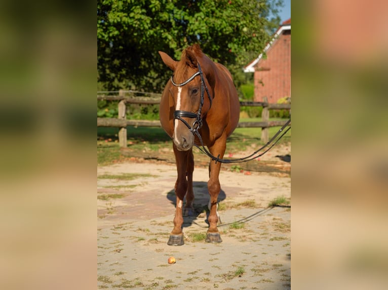 Hanoverian Mare 12 years 16,1 hh Chestnut-Red in Schwarzenbek