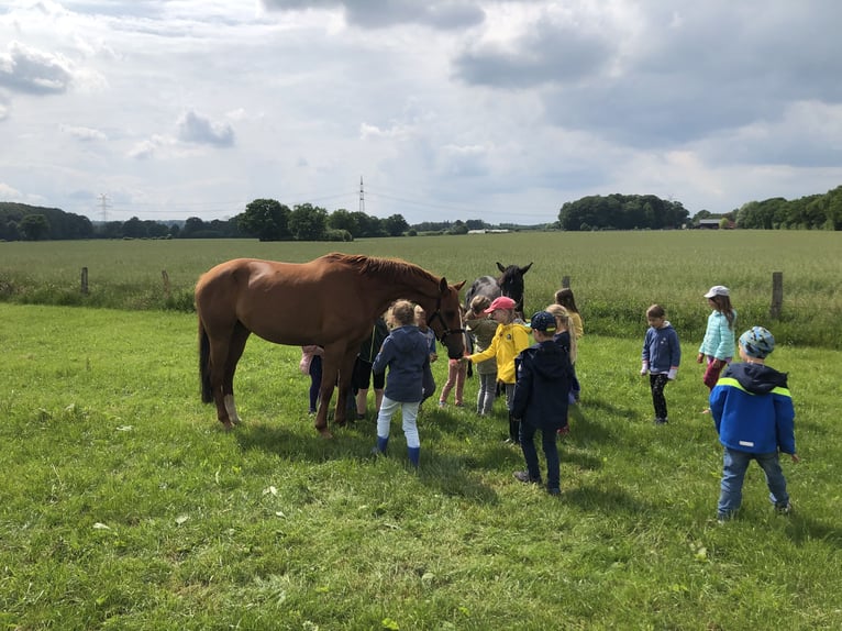 Hanoverian Mare 12 years 16,1 hh Chestnut-Red in Schwarzenbek