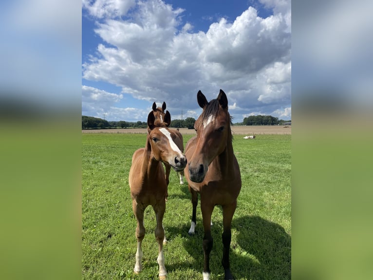 Hanoverian Mare 12 years 16,1 hh Chestnut-Red in Schwarzenbek