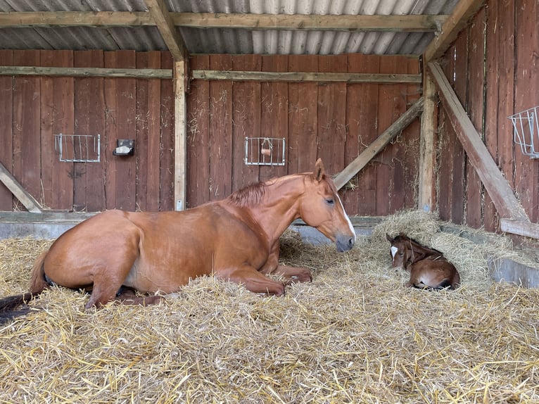 Hanoverian Mare 12 years 16,1 hh Chestnut-Red in Schwarzenbek