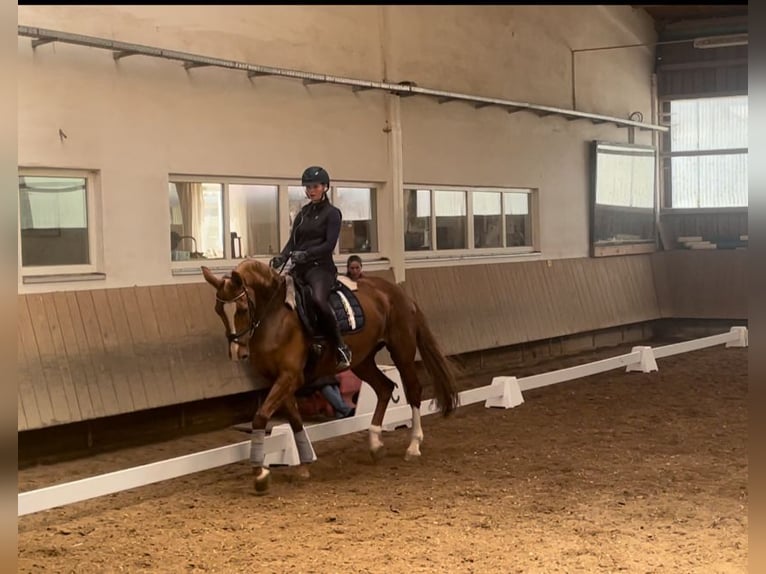 Hanoverian Mare 12 years 16,1 hh Chestnut-Red in Kaufbeuren