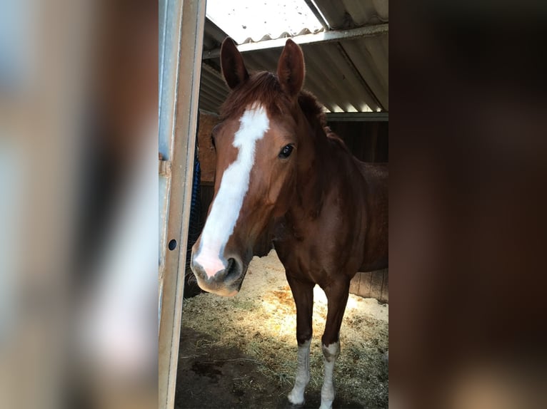 Hanoverian Mare 12 years 16,1 hh Chestnut-Red in Fulda