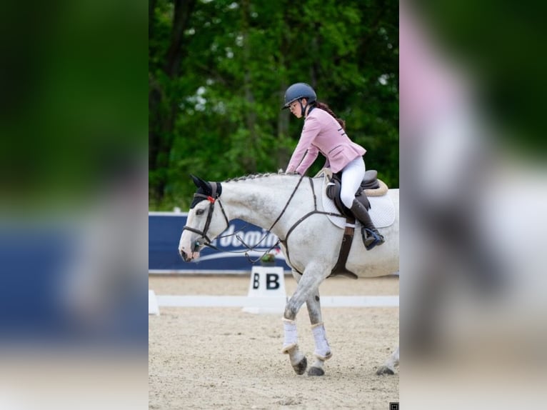 Hanoverian Mare 12 years 16.1 hh Grey in Stary Wołów