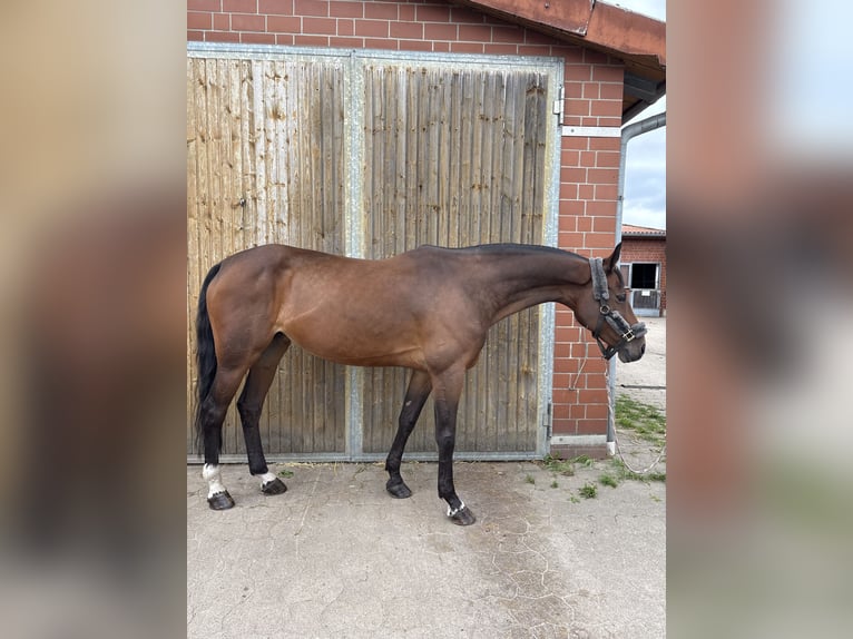 Hanoverian Mare 12 years 16.1 hh  in Isernhagen