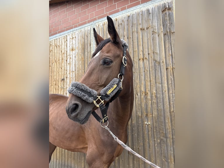 Hanoverian Mare 12 years 16.1 hh  in Isernhagen