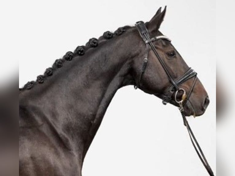 Hanoverian Mare 12 years 16,1 hh Smoky-Black in Telgte