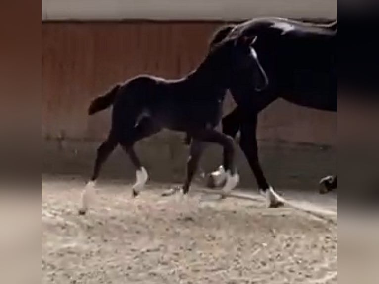 Hanoverian Mare 12 years 16,1 hh Smoky-Black in Telgte