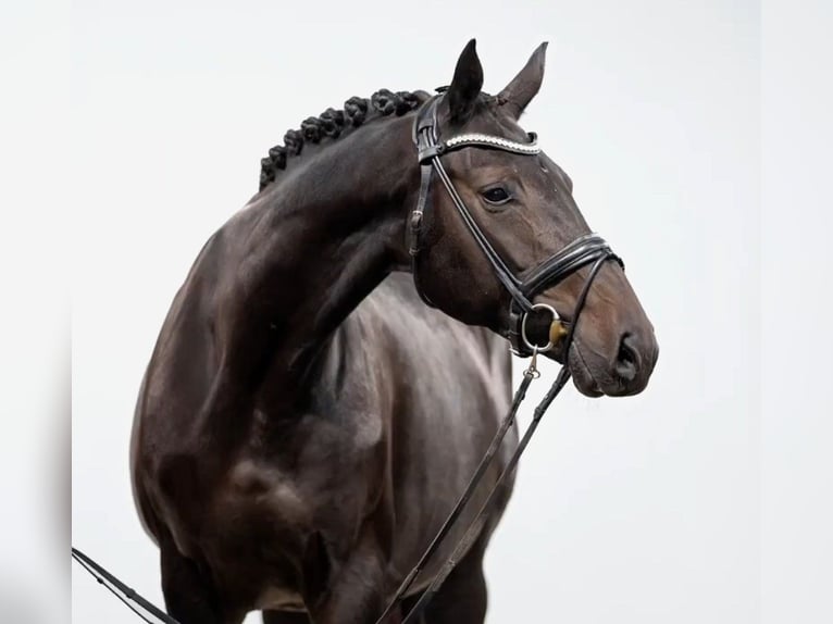 Hanoverian Mare 12 years 16,1 hh Smoky-Black in Telgte