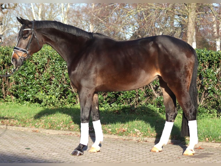 Hanoverian Mare 12 years 16,2 hh Bay-Dark in Selsingen