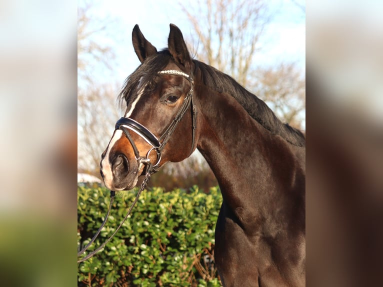 Hanoverian Mare 12 years 16,2 hh Bay-Dark in Selsingen