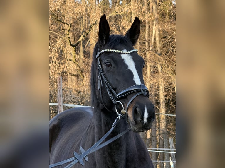 Hanoverian Mare 12 years 16.2 hh Black in Sinabelkirchen