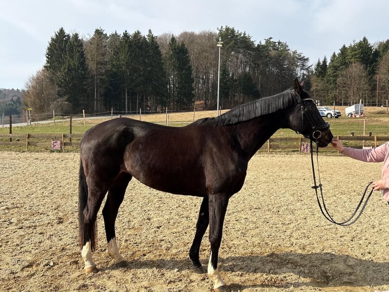 Hanoverian Mare 12 years 16.2 hh Black in Sinabelkirchen