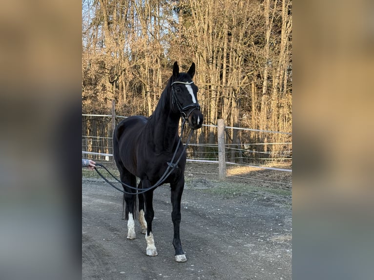 Hanoverian Mare 12 years 16.2 hh Black in Sinabelkirchen