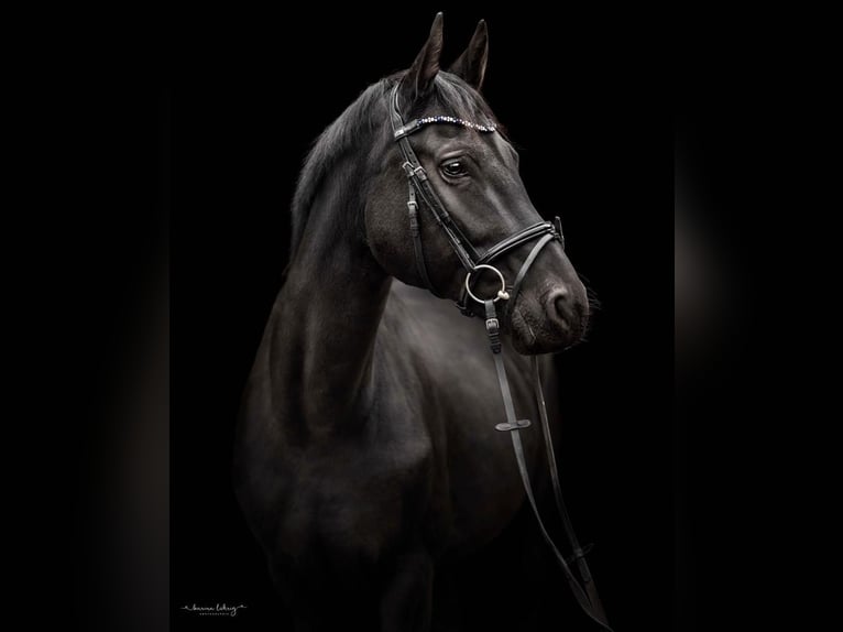 Hanoverian Mare 12 years 16,2 hh Black in Hohenhameln