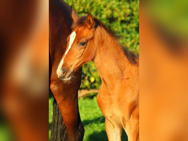 Hanoverian Mare 12 years 16,2 hh Brown in Selsingen