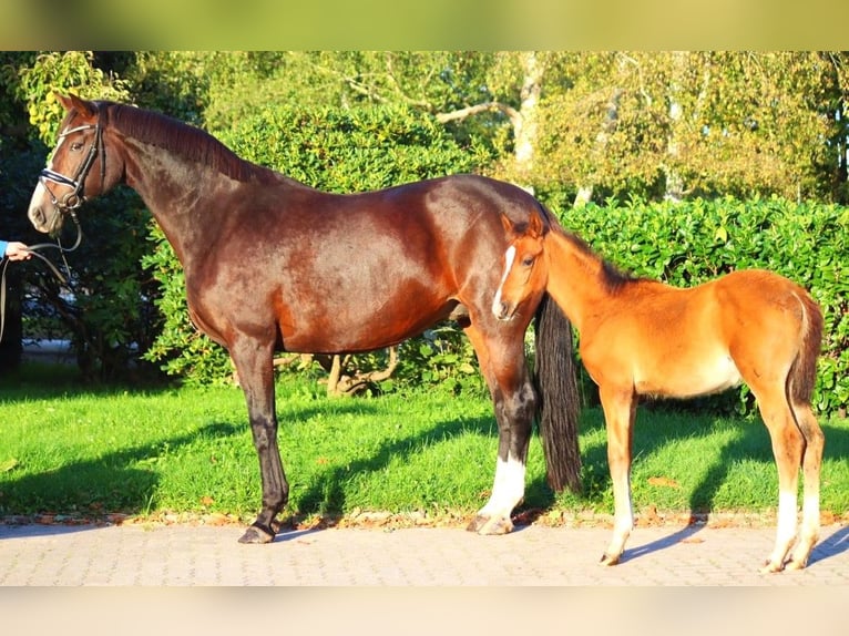 Hanoverian Mare 12 years 16,2 hh Brown in Selsingen