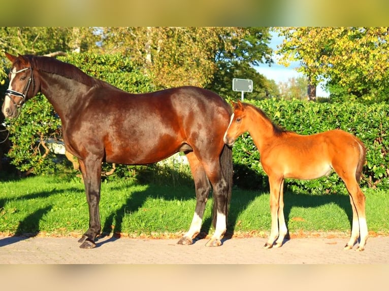 Hanoverian Mare 12 years 16,2 hh Brown in Selsingen