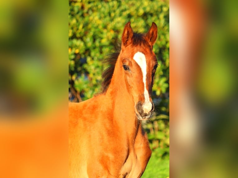 Hanoverian Mare 12 years 16,2 hh Brown in Selsingen