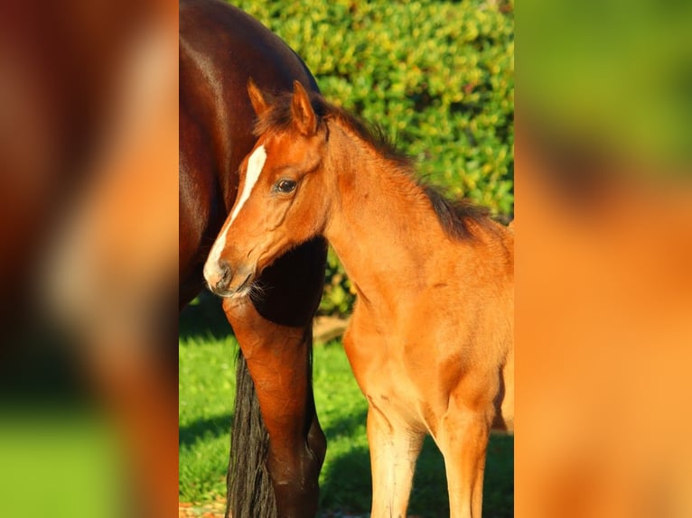 Hanoverian Mare 12 years 16,2 hh Brown in Selsingen