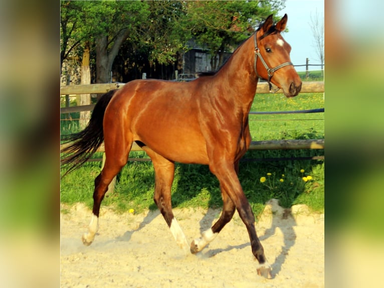 Hanoverian Mare 12 years 16,2 hh Brown in Korbach