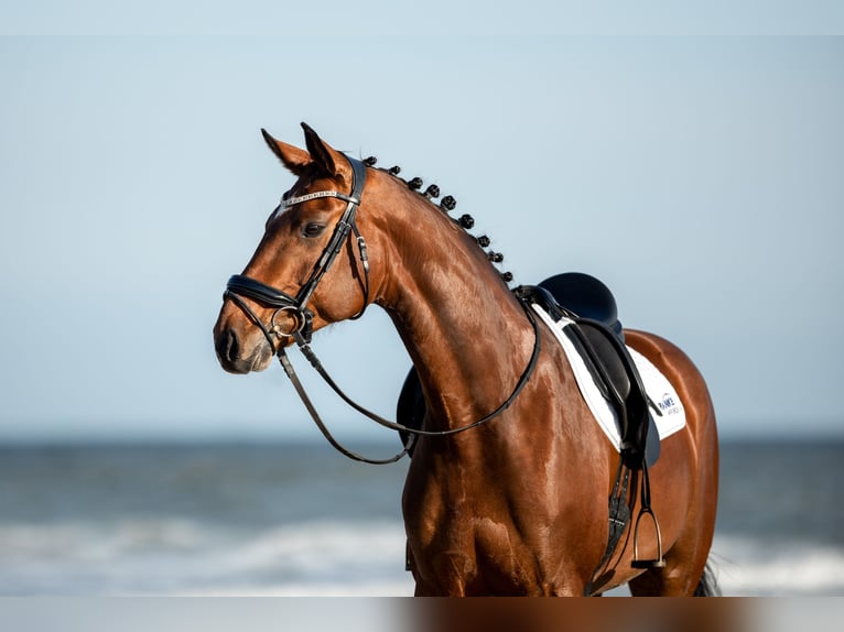 Hanoverian Mare 12 years 16,2 hh Brown in Korbach