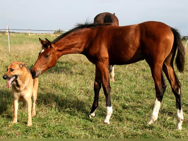 Hanoverian Mare 12 years 16,2 hh Brown in Korbach