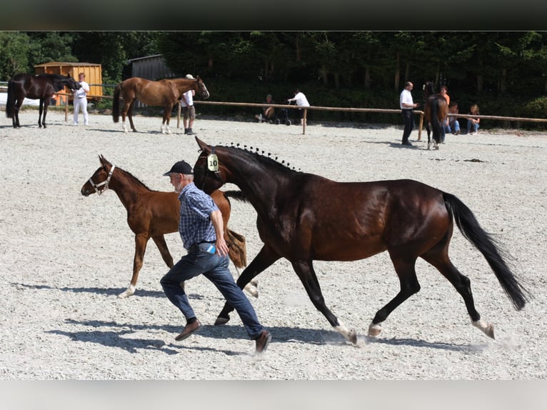 Hanoverian Mare 12 years 16,2 hh Brown in Korbach