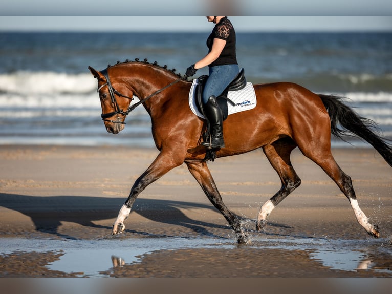 Hanoverian Mare 12 years 16,2 hh Brown in Korbach