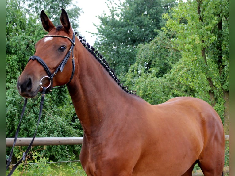 Hanoverian Mare 12 years 16,2 hh Brown in Korbach