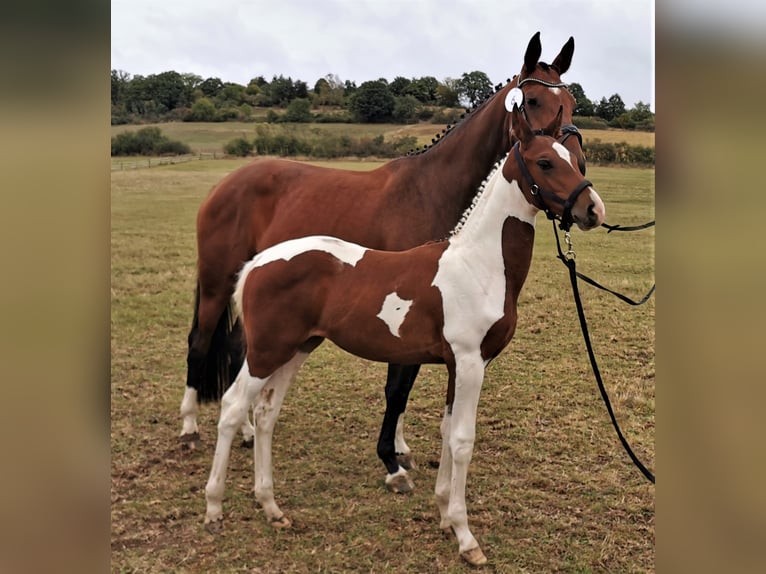 Hanoverian Mare 12 years 16,2 hh Brown in Korbach