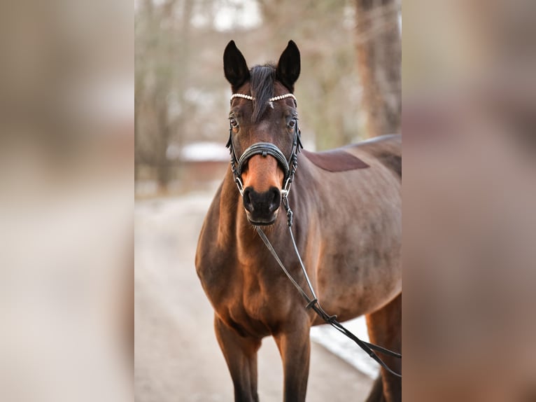 Hanoverian Mare 12 years 16,2 hh Brown in Mühlberg drei gleichen