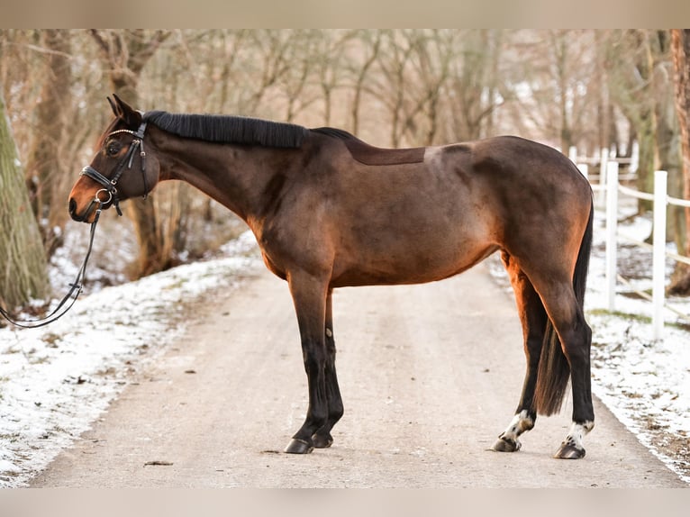 Hanoverian Mare 12 years 16,2 hh Brown in Mühlberg drei gleichen