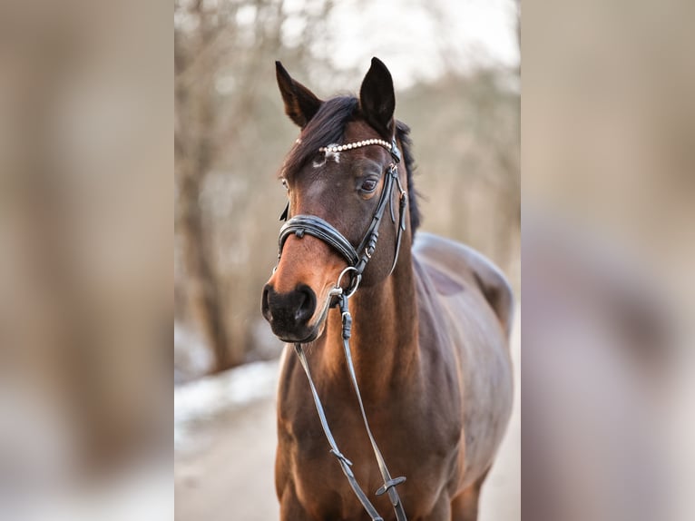 Hanoverian Mare 12 years 16,2 hh Brown in Mühlberg drei gleichen