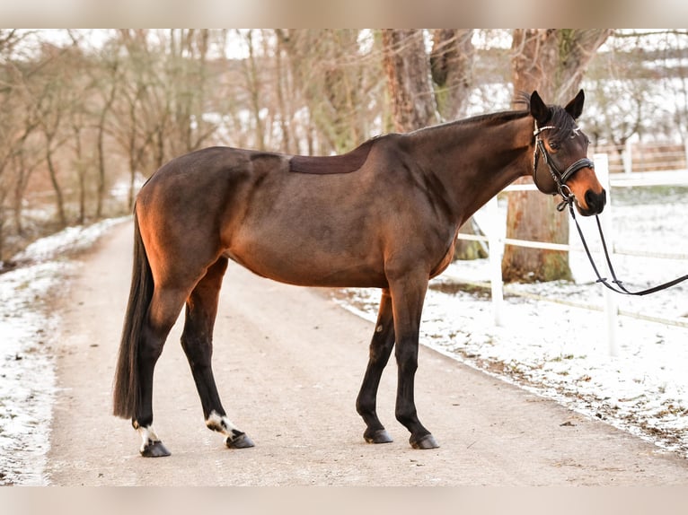 Hanoverian Mare 12 years 16,2 hh Brown in Mühlberg drei gleichen